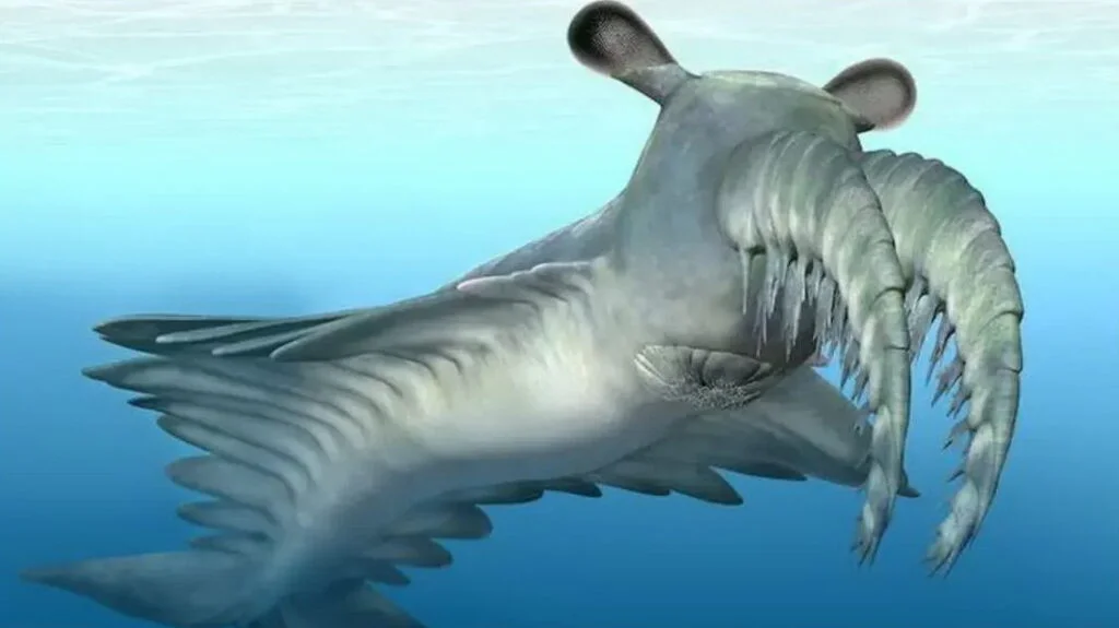 Anomalocaris canadensis - морське чудовисько кембрію