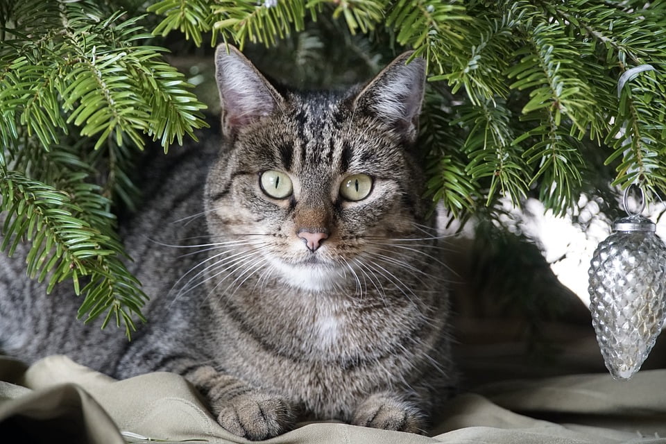 Кошачий рождественский стресс