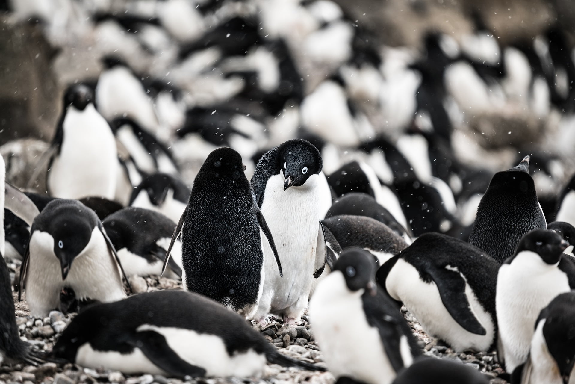 Пінгвіни Pygoscelis antarcticus