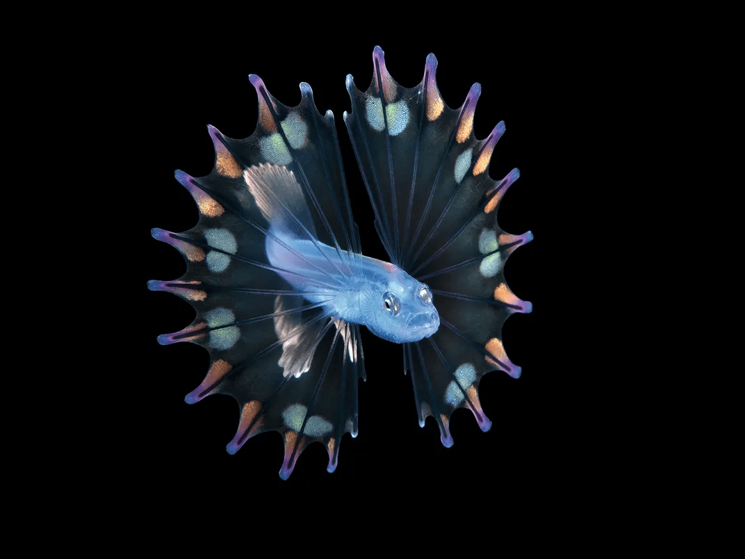 Діамантовий кальмар та лобстер на медузі: фотограф показав портрети крихітних мешканців глибин 