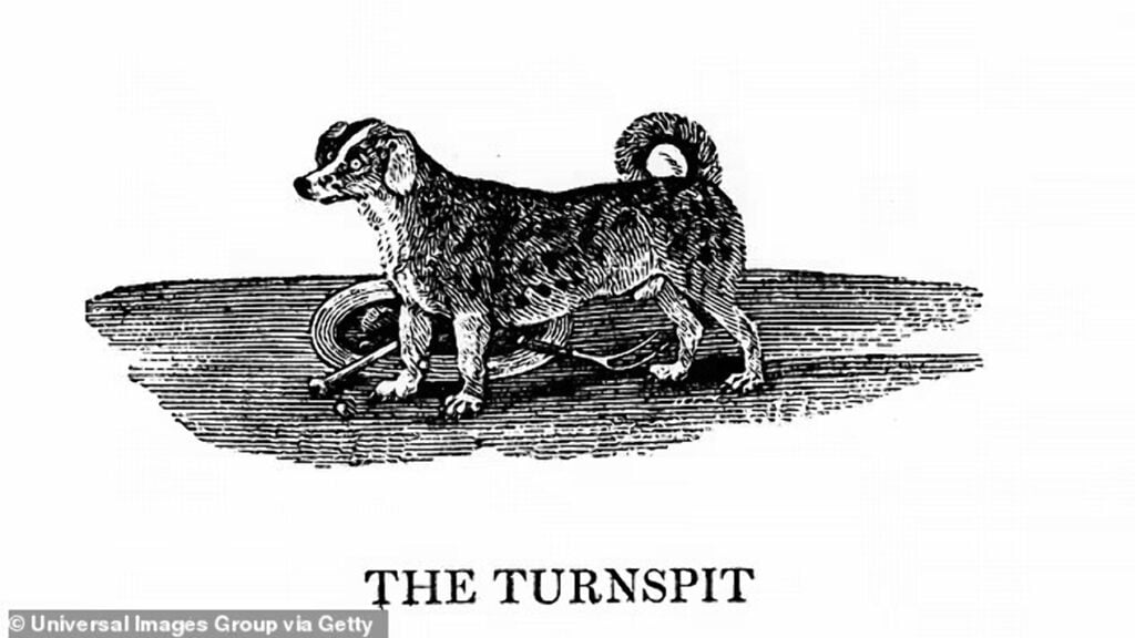 turnspit - Природа - 50Plus