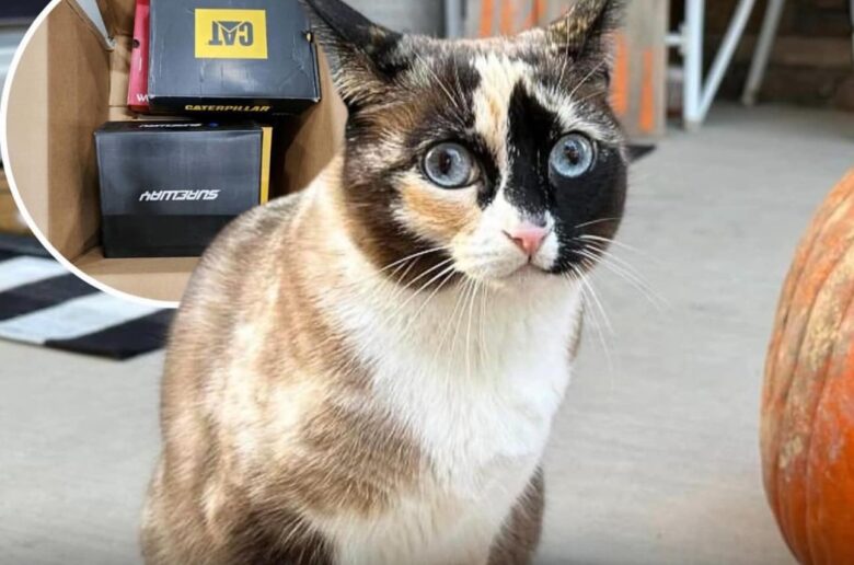 Мандри в посилці: кішку помилково відправили поштою до Каліфорнії