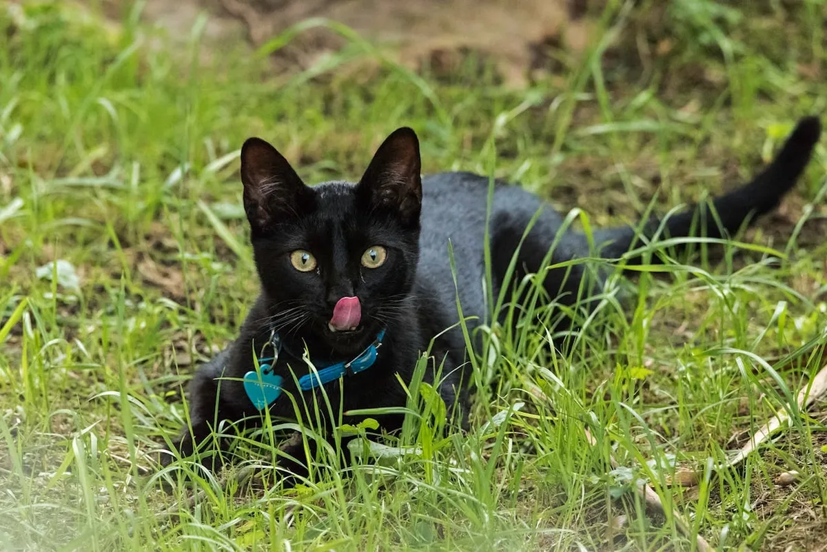 кішка їсть траву