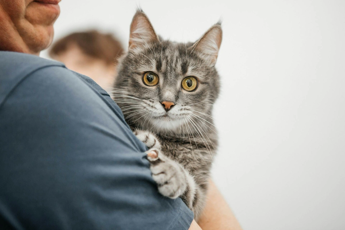 кішки теж страждають на деменцію