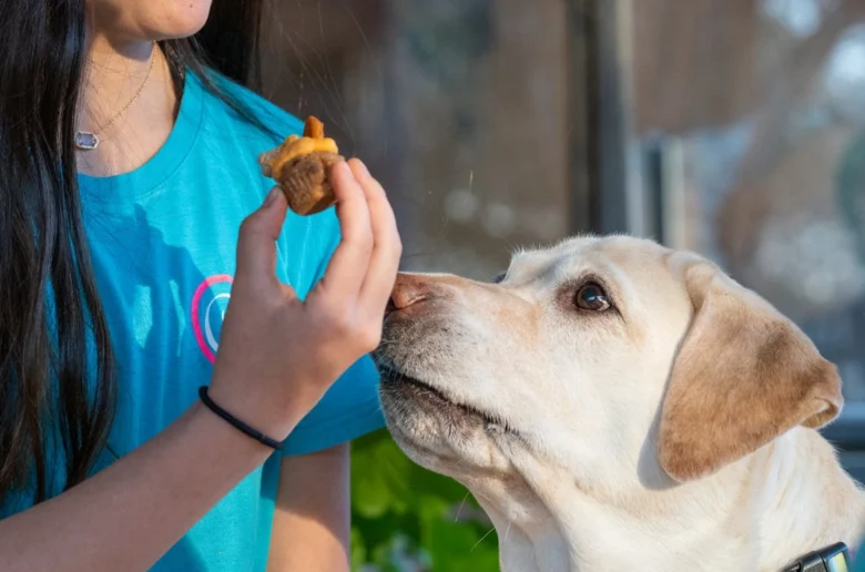 Названо породи собак, що схильні до переїдання