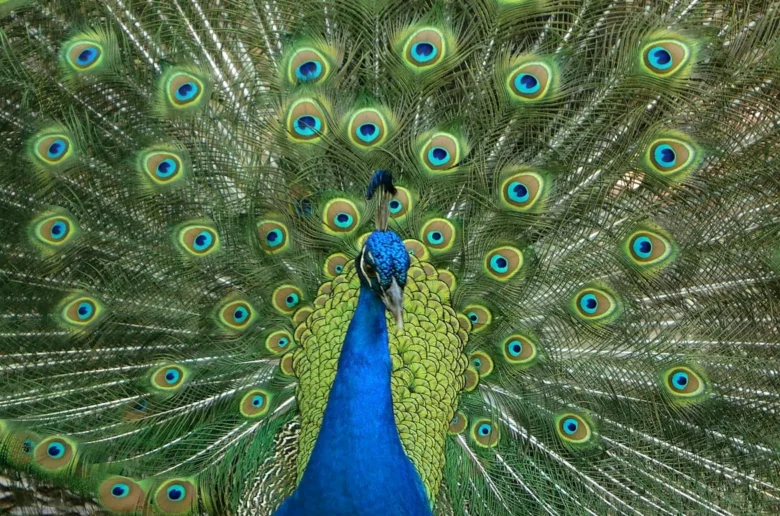 Приголомшливе відкриття: у хвостах павичів є лазери