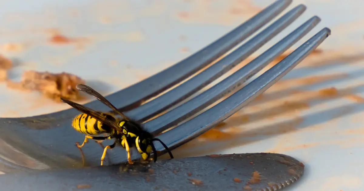 Як захиститися від ос восени