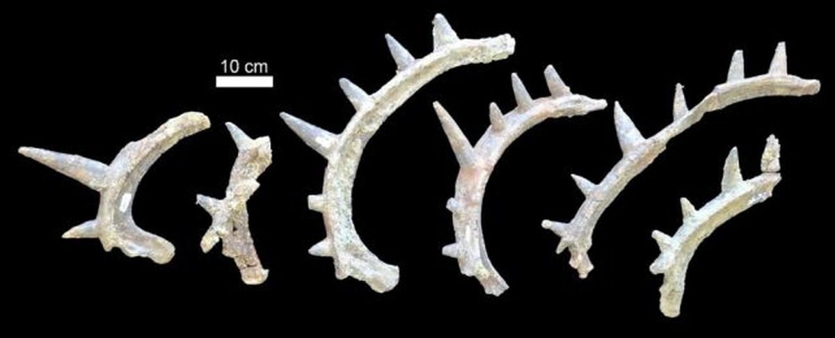 шипи анкілозавра