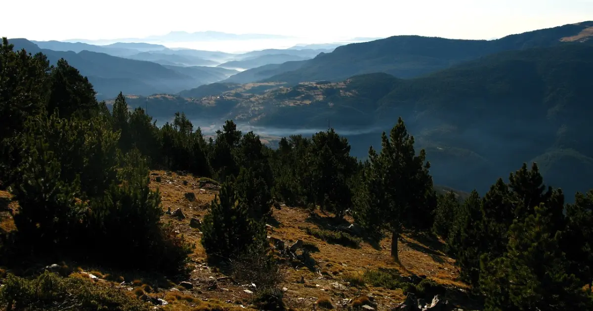 Кільця дерев з Іспанських Піренеїв вказують на надзвичайно холодне літо у 1345, 1346 та 1347 роках