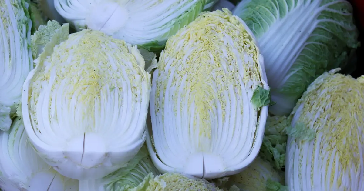 пекінська капуста