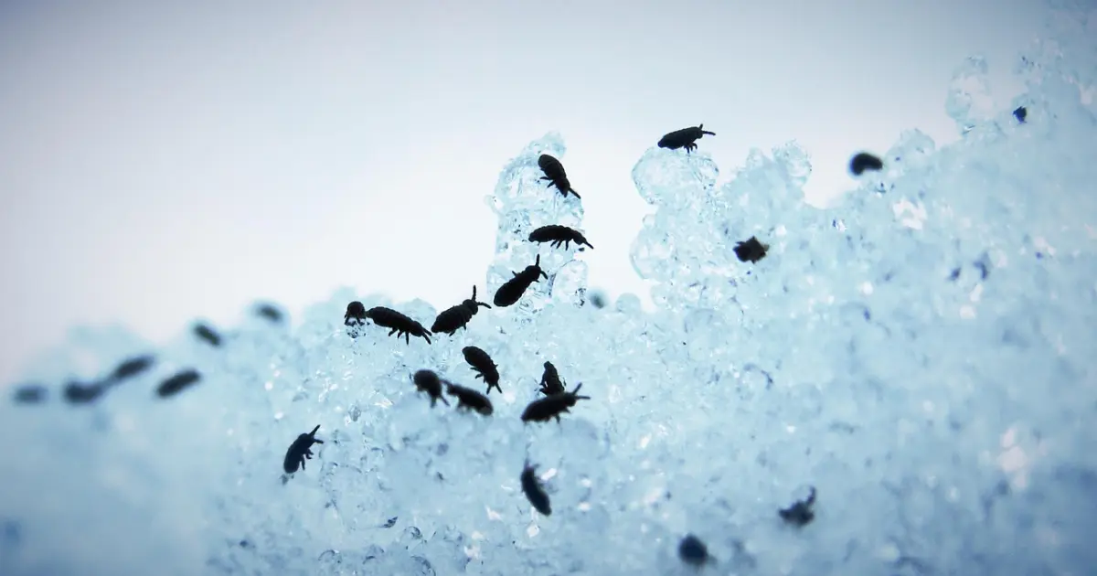 блохи на снігу