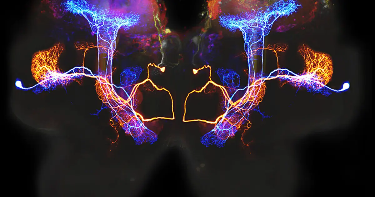 шкідливі білки в людей з деменцією можуть починати накопичуватися в тій частині мозку, що відповідає за нюх