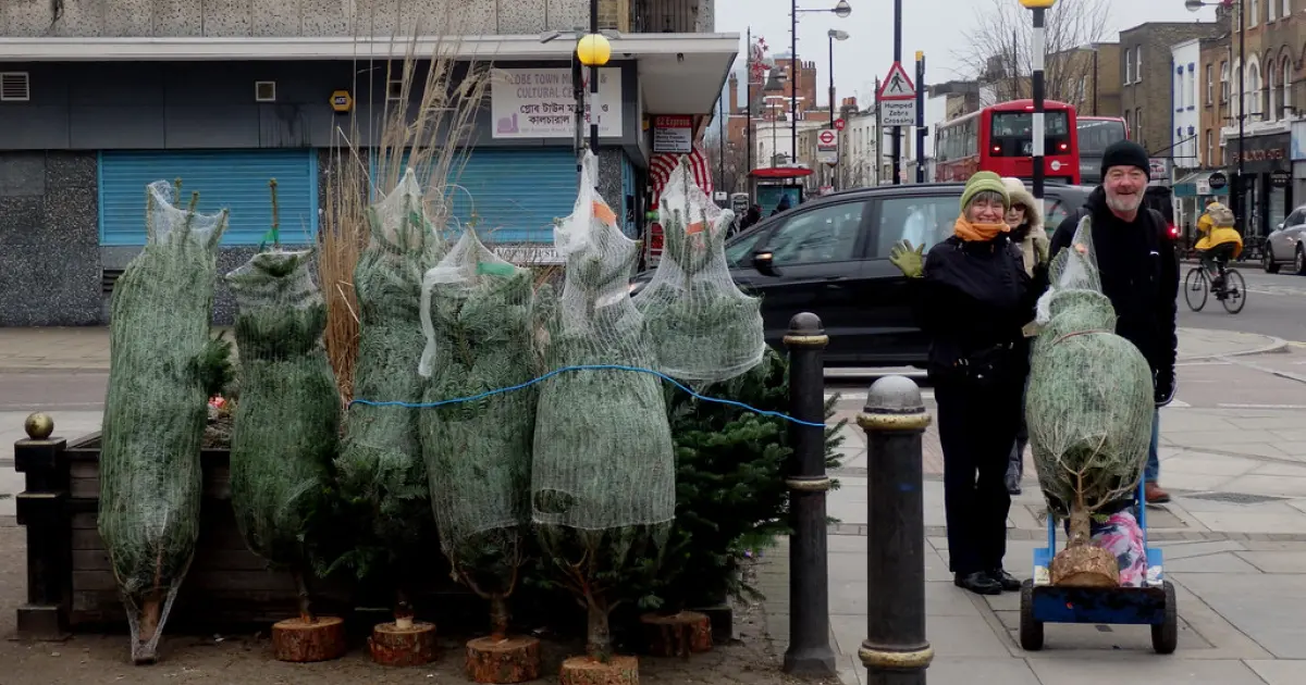 Як вибрати різдвяну ялинку, що зміцнить здоров'я та позбавить стресу: експерти