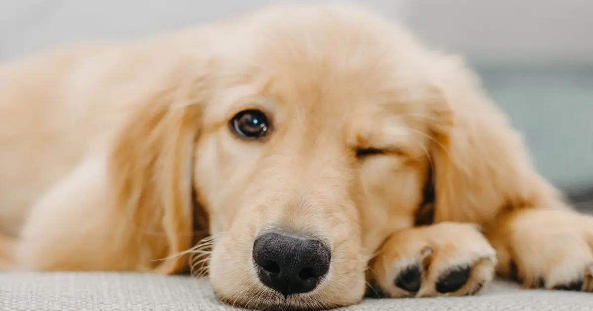 золотистий ретривер