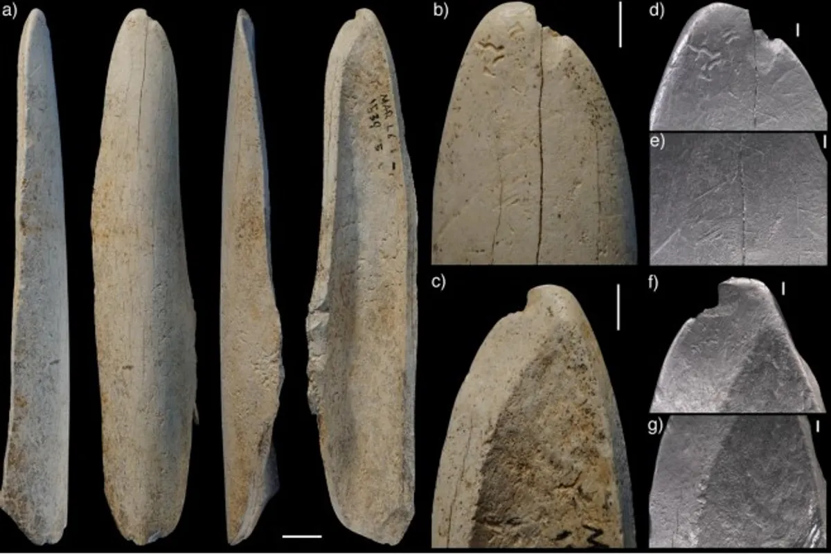 Сліди на кістяному знарядді свідчать про те, що його використовували для зняття шкури з тварин
