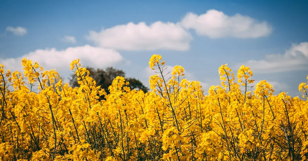 рапсове поле