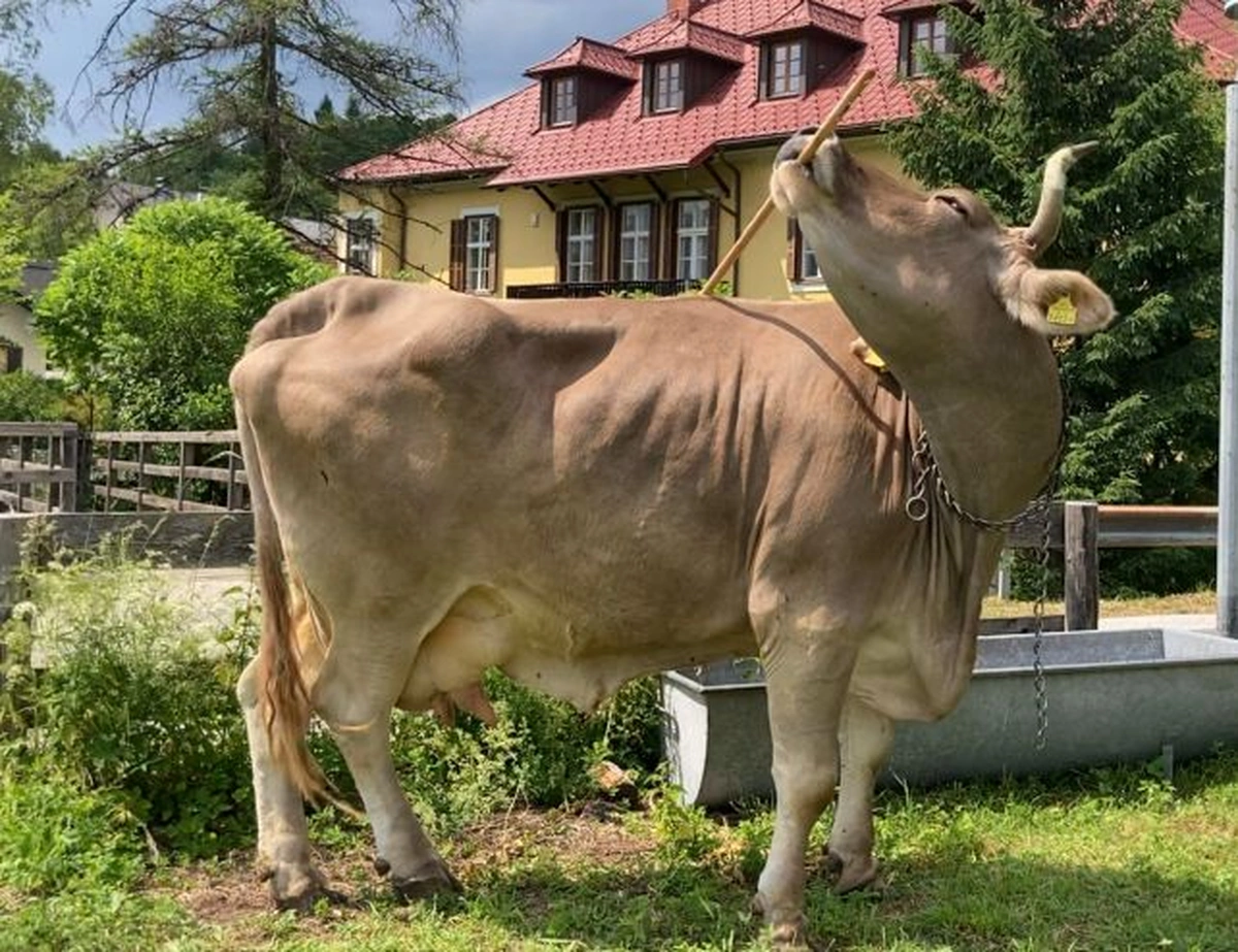 Австрійська корова Вероніка сама робить собі масаж наукова сенсація