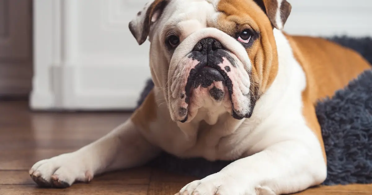 Бережіть песиків: галасливі люди виводять собак з рівноваги