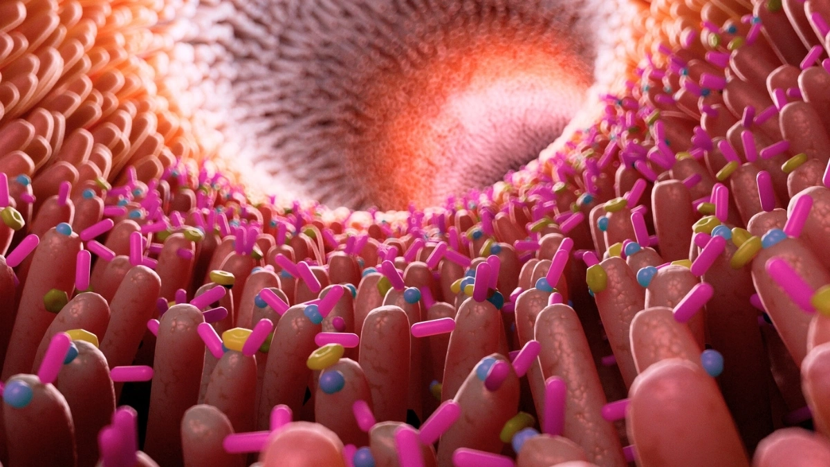 Запалення кишківника загрожує хворобою Альцгеймера