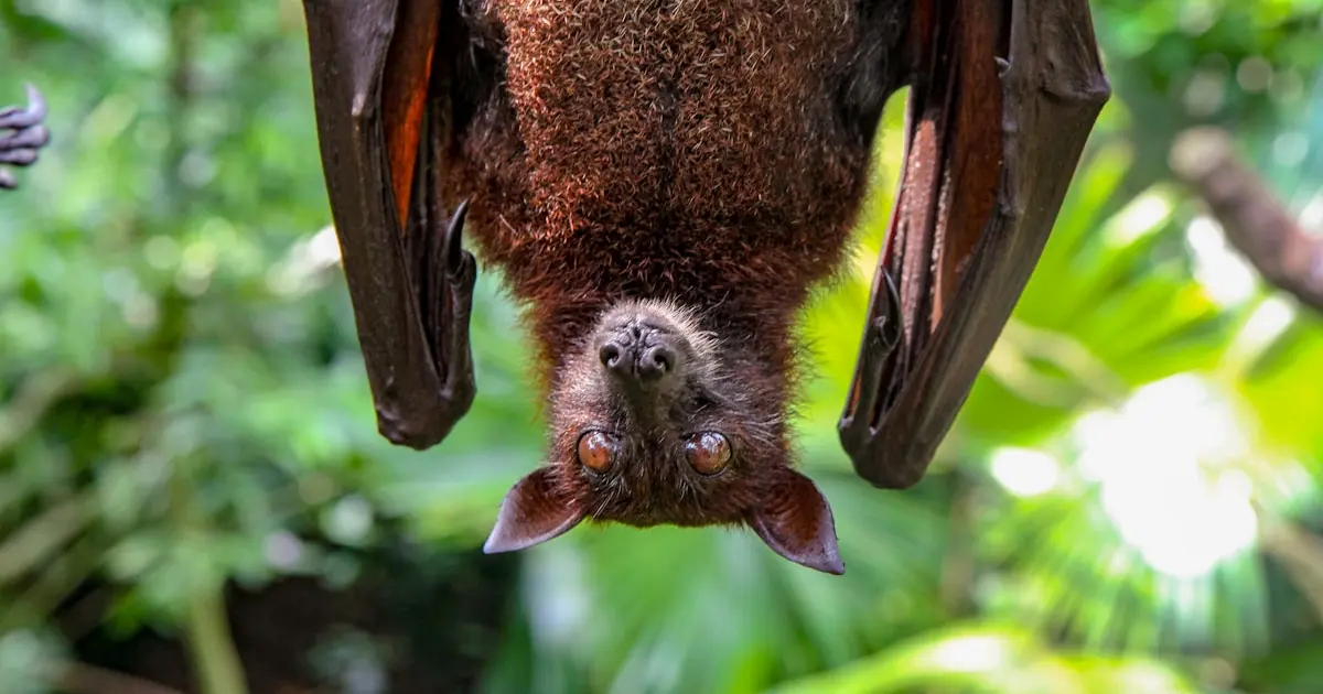 кажан на дереві