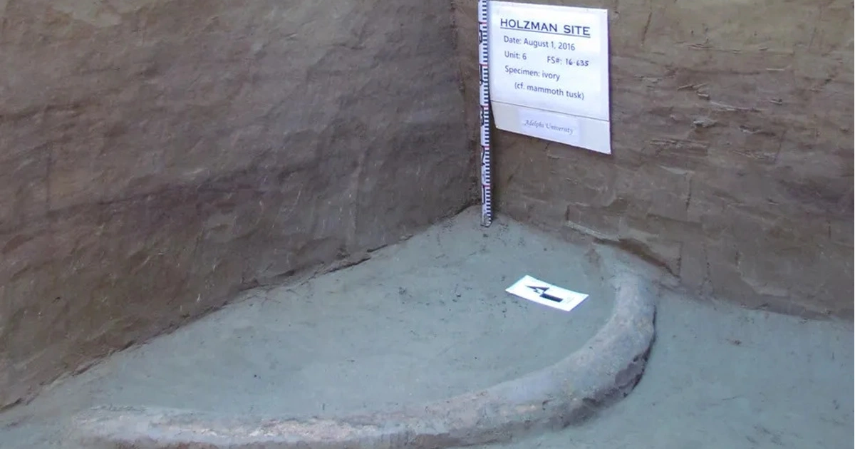 бивень мамонта