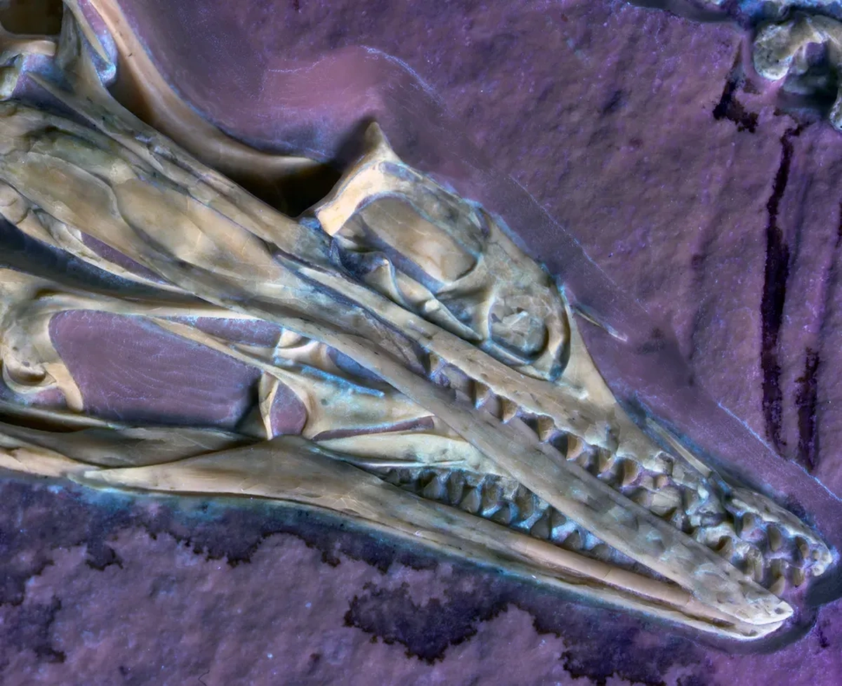 череп археоптерикса