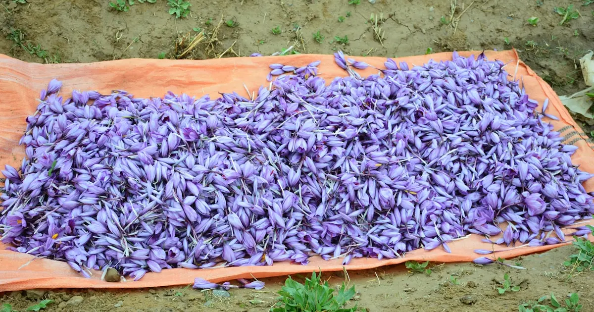 заготівля квітів