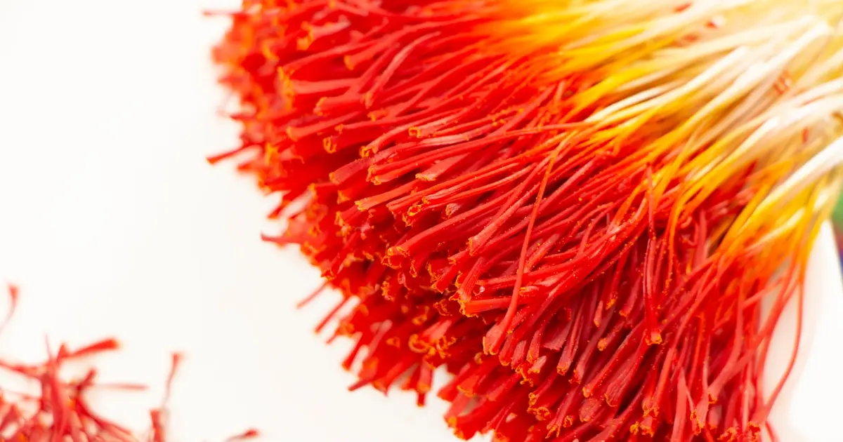 приймочки шафрану