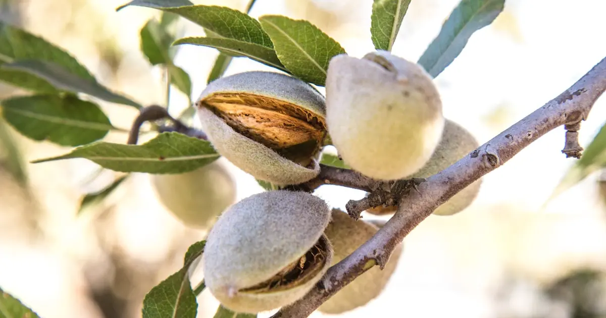 мигдаль на гілці