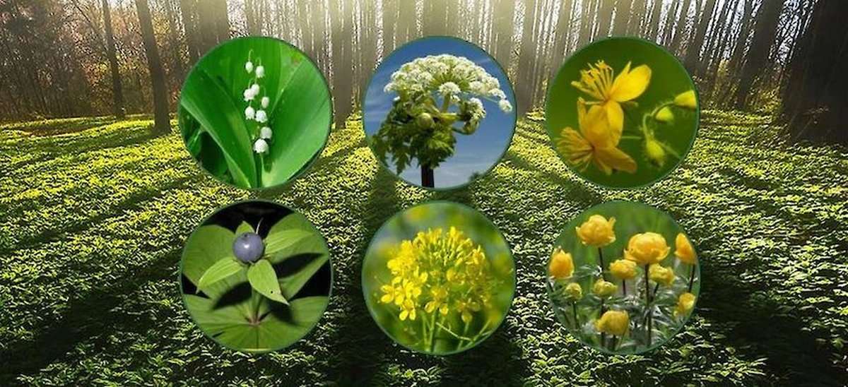 отруйні квіти