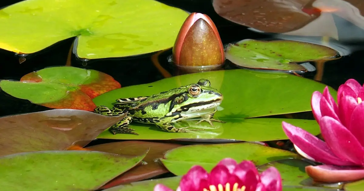 зелена жаба у ставку