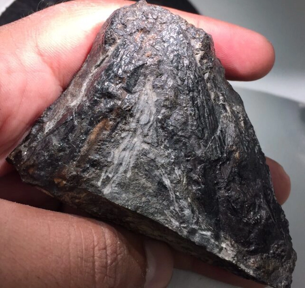 Скам янілий череп тираноротера