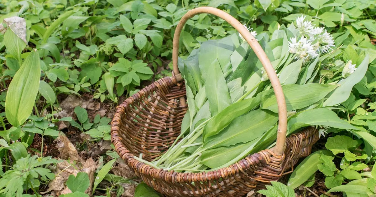 черемша в корзине