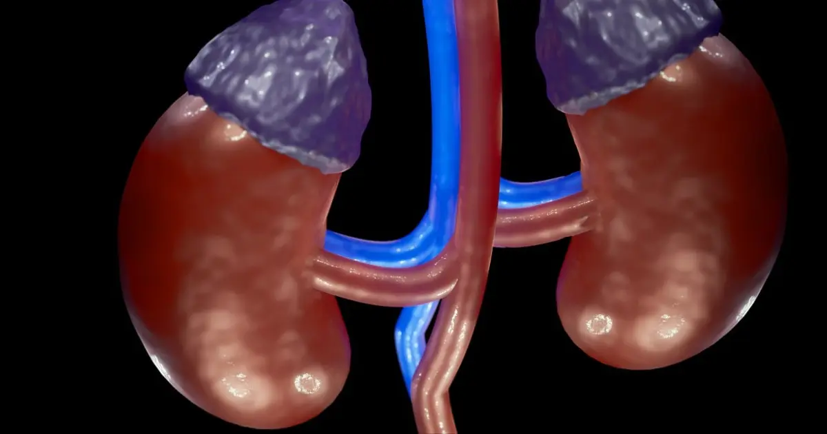 надпочечники