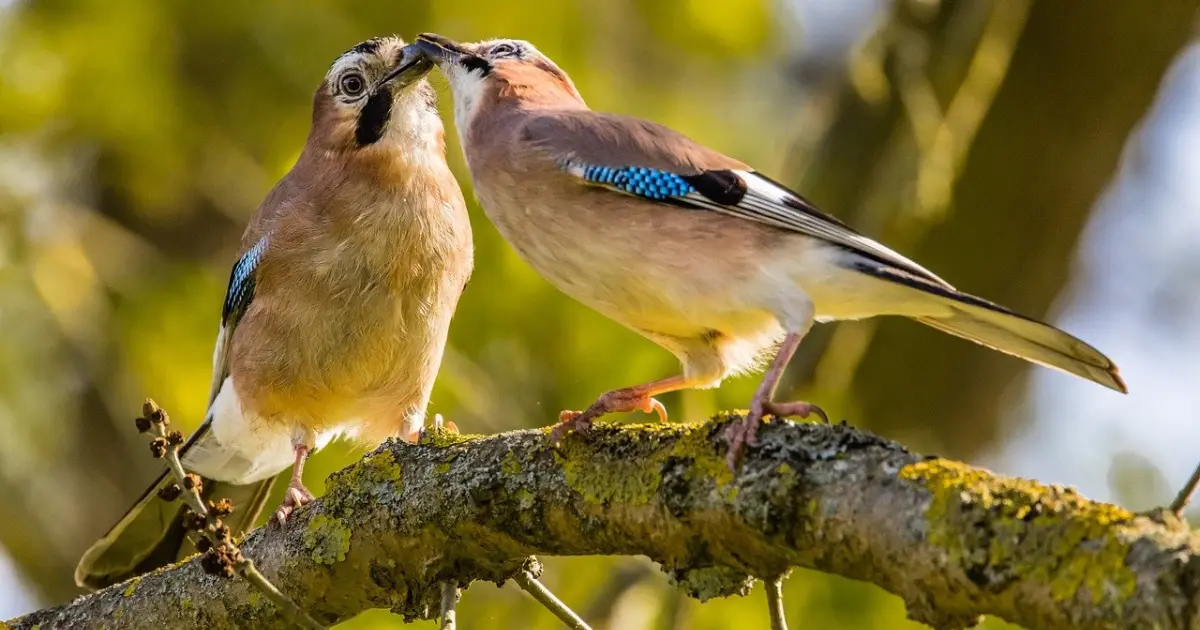 две птички на дереве