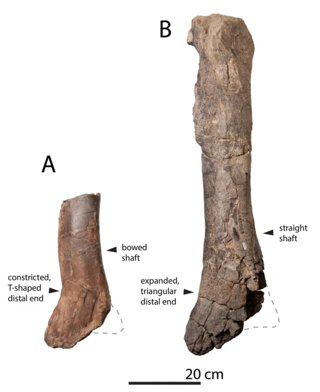 кости тиранозавров