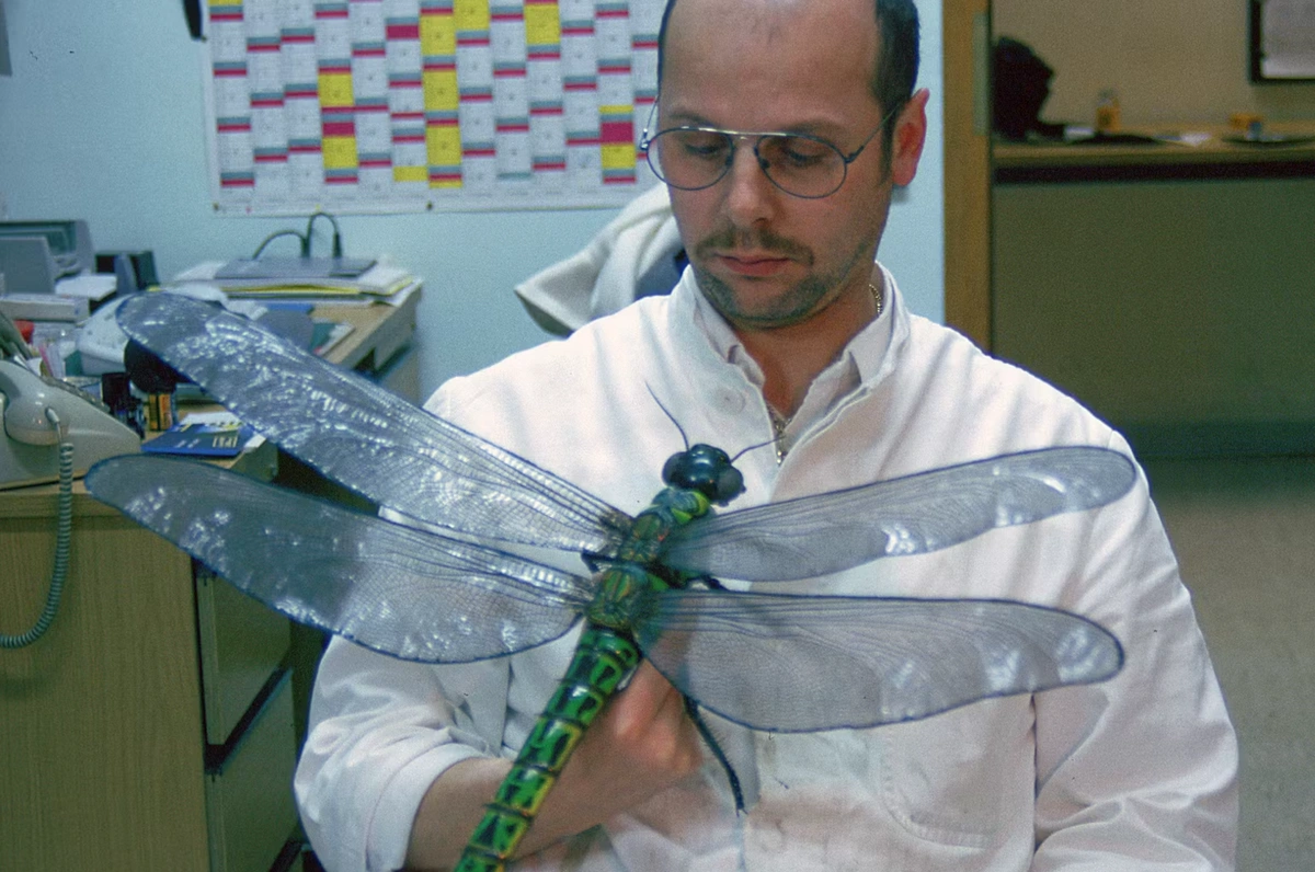 300 млн років тому на Землі жили гігантські бабки. Чому їх немає нині?