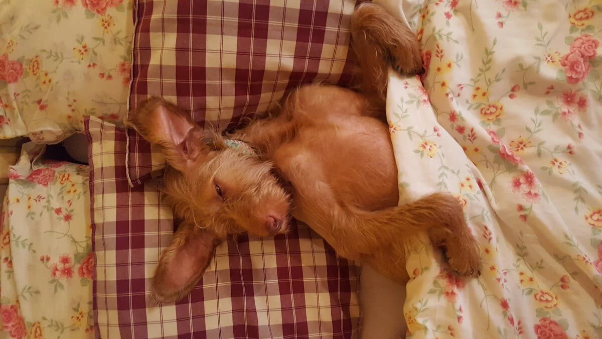 Цуценя комфортно спить у ліжку