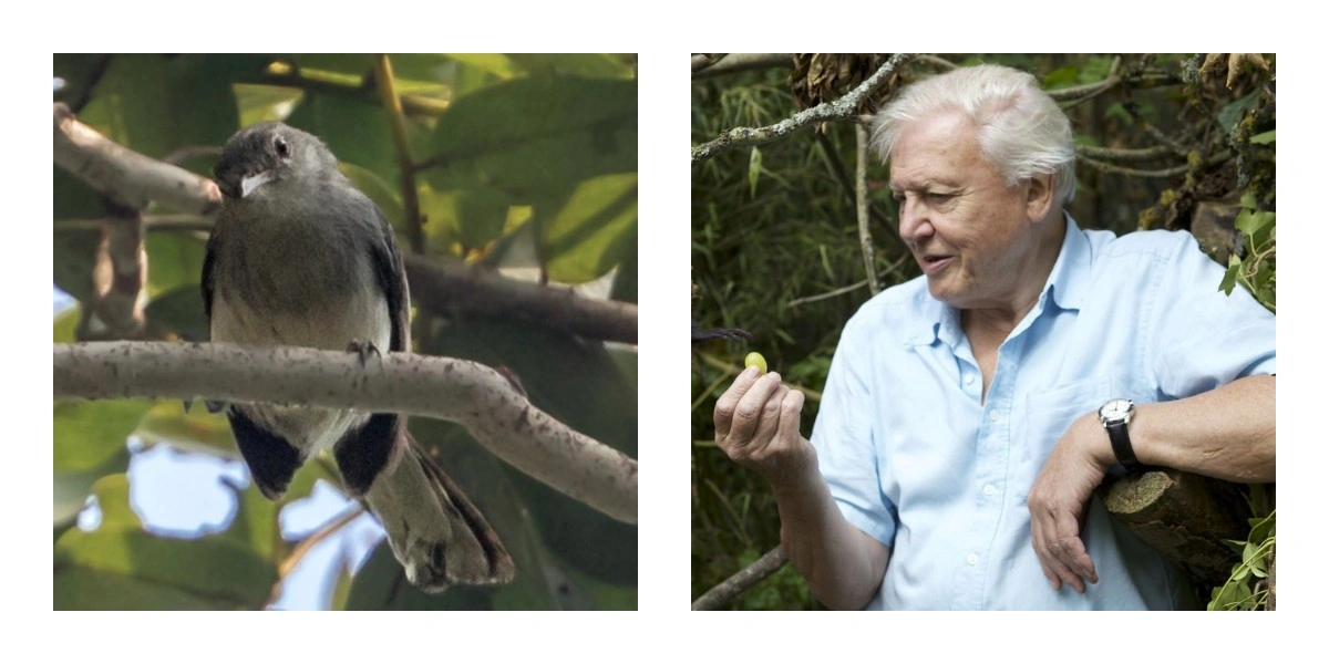 Девід Аттенборо