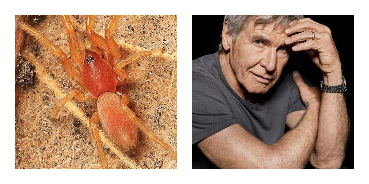 Гаррісон Форд