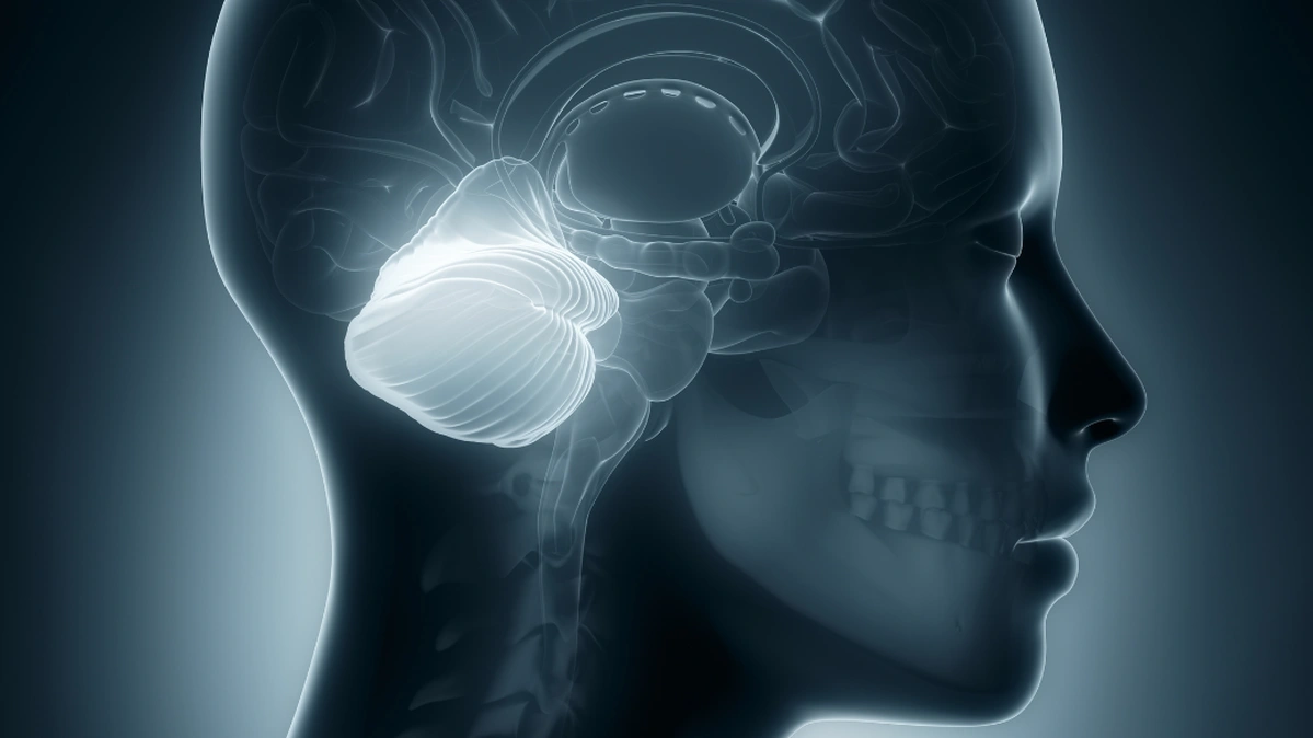 Мозочок - частина головного мозка