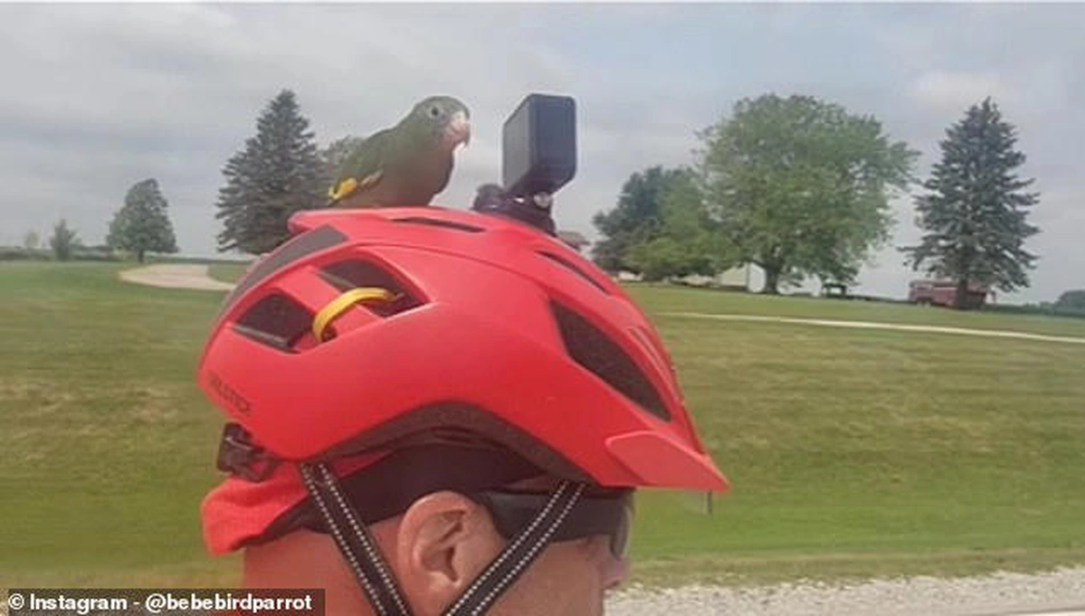 Папужка на шоломі велосипедиста