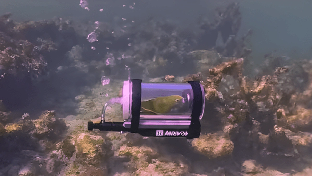 Підводник Бебе: папуга досліджував Багами на персональній субмарині