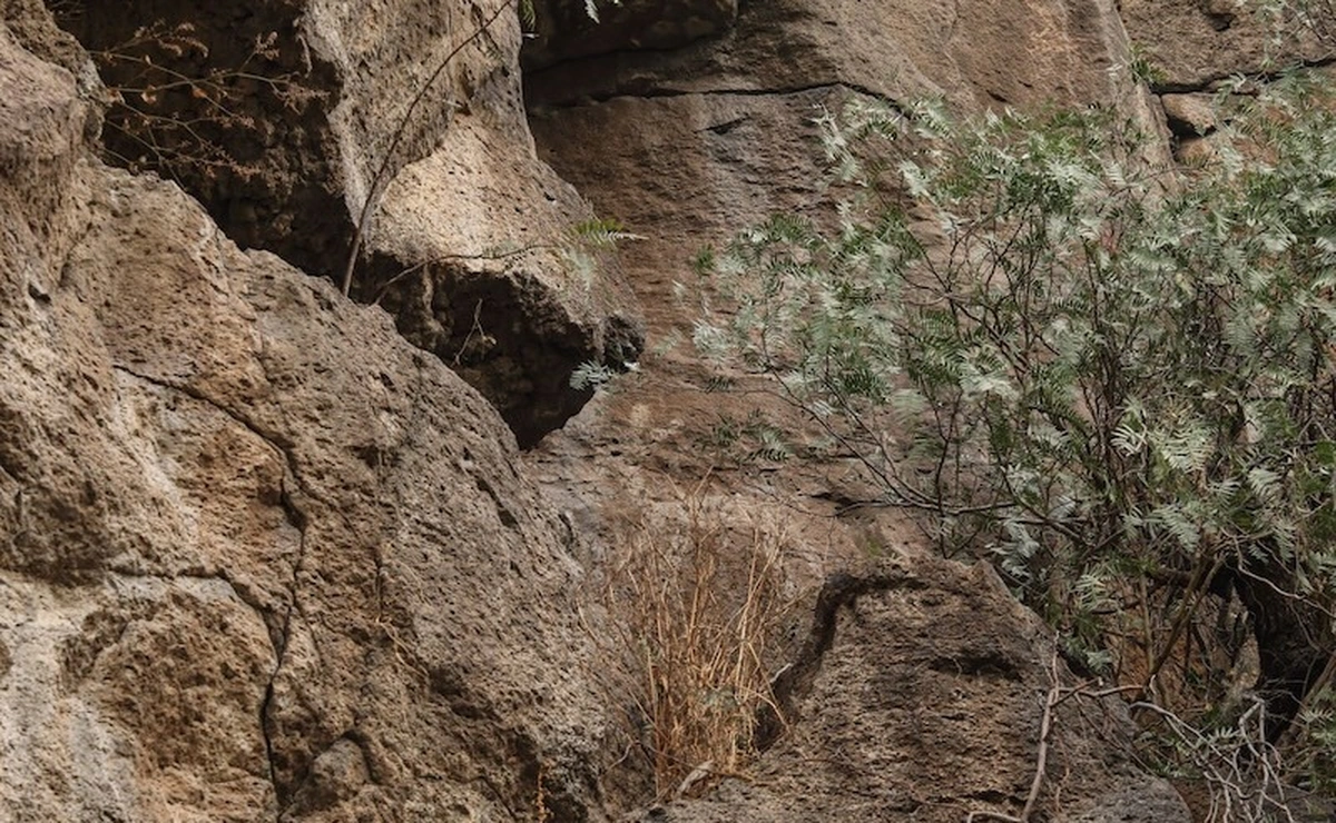 рідкісні наскельні малюнки знайшли в Мексиці