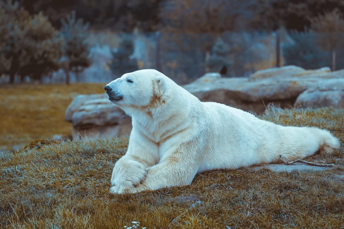 Деякі полярні ведмеді пристосовуються до танення криги. Чи вистачить цього, щоб врятувати вид?