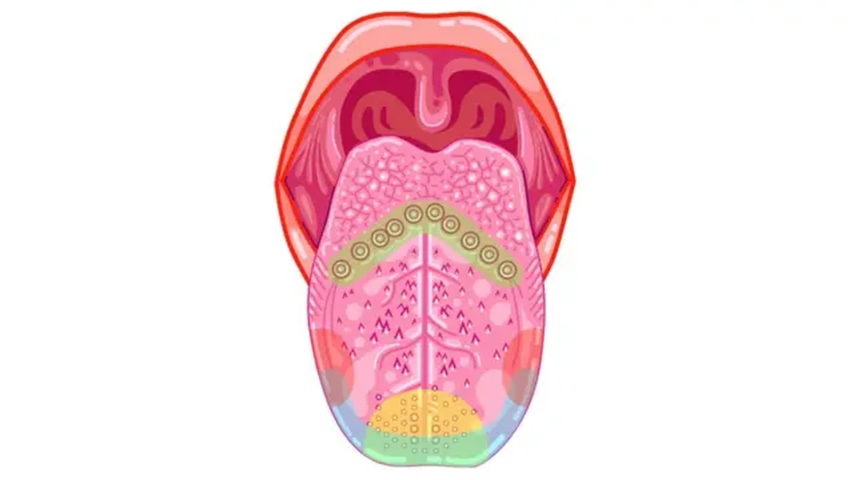 Смакові рецептори на язику