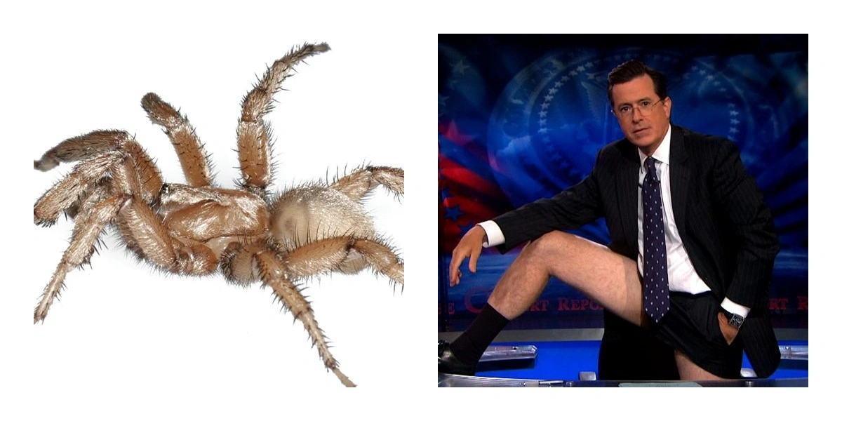 Стівен Колбер