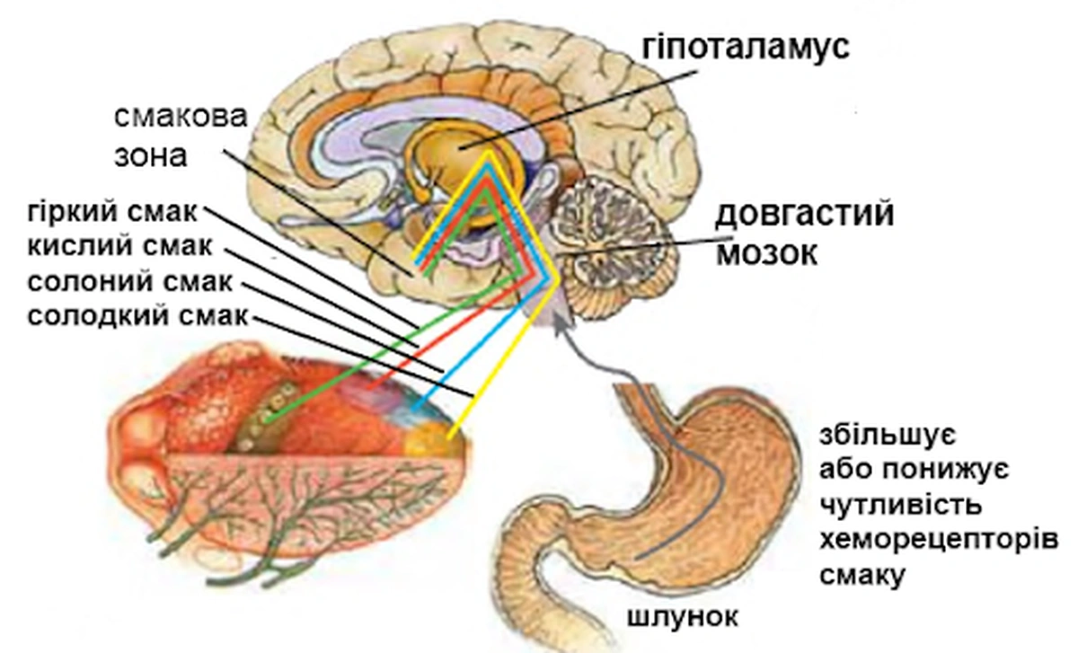 Рецептори смаку